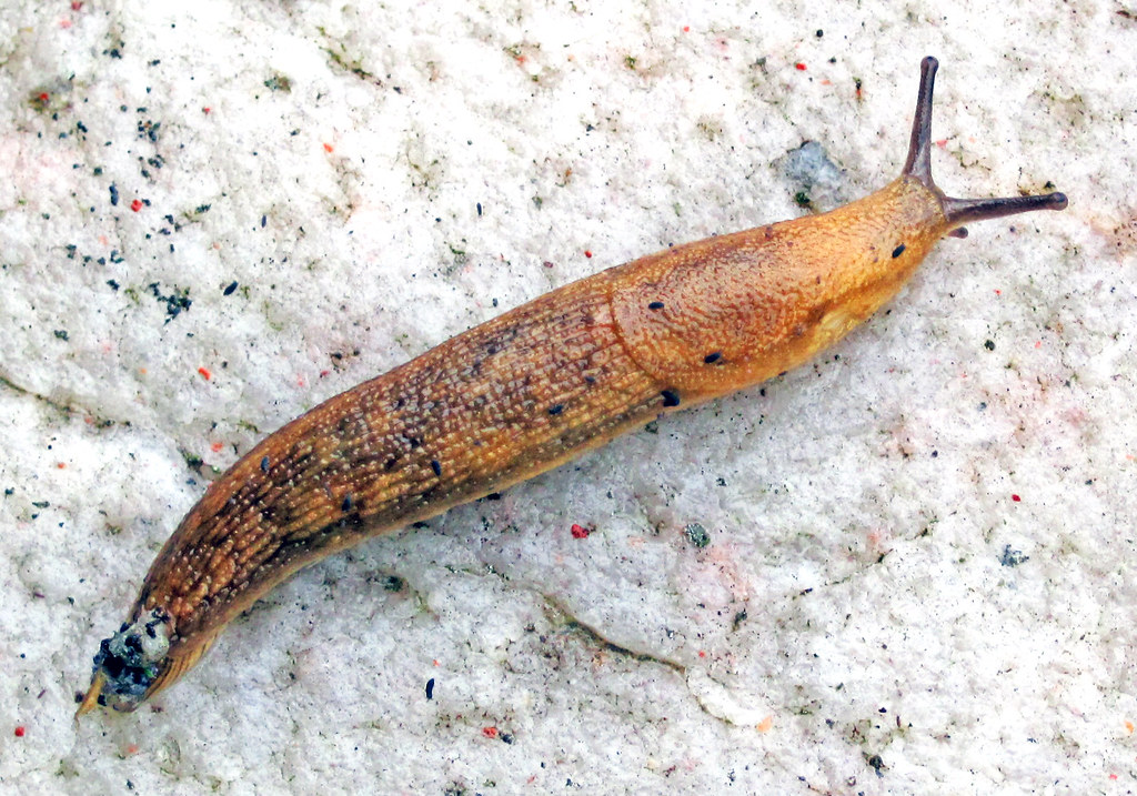 Slug