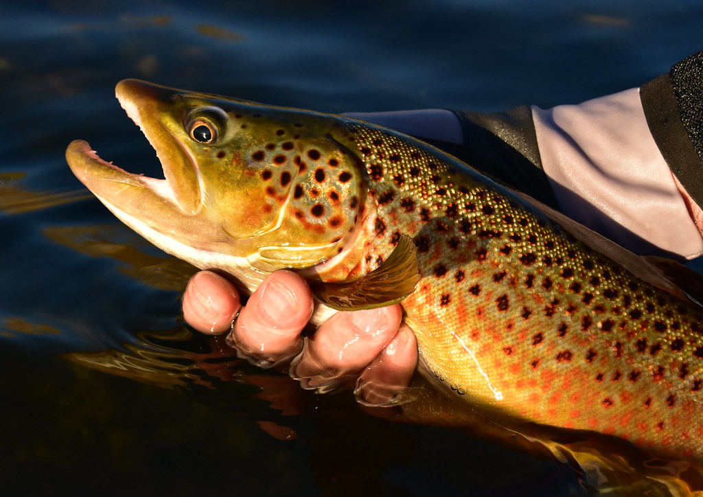 Trout Fishing